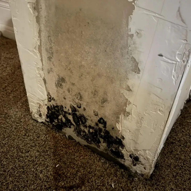 Professional Mold Removal in Biscoe, NC